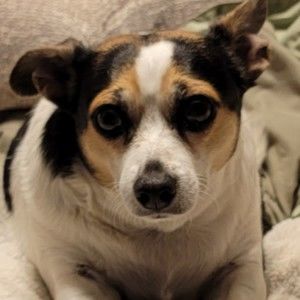 Meet your Posher, Santos